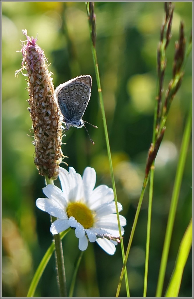 Ein Bläuling wird von den ersten Sonnenstrahlen erwärmt.
(17.06.2015)








