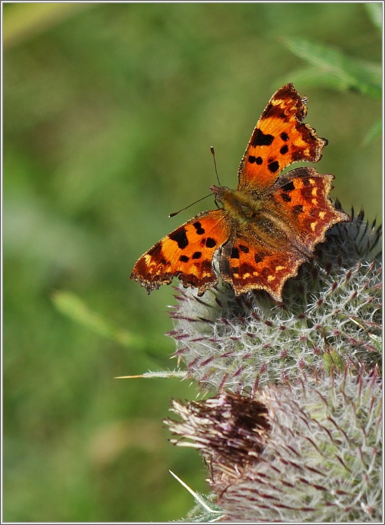 Ein C-Falter auf einer Distelblume.
(05.08.2015)