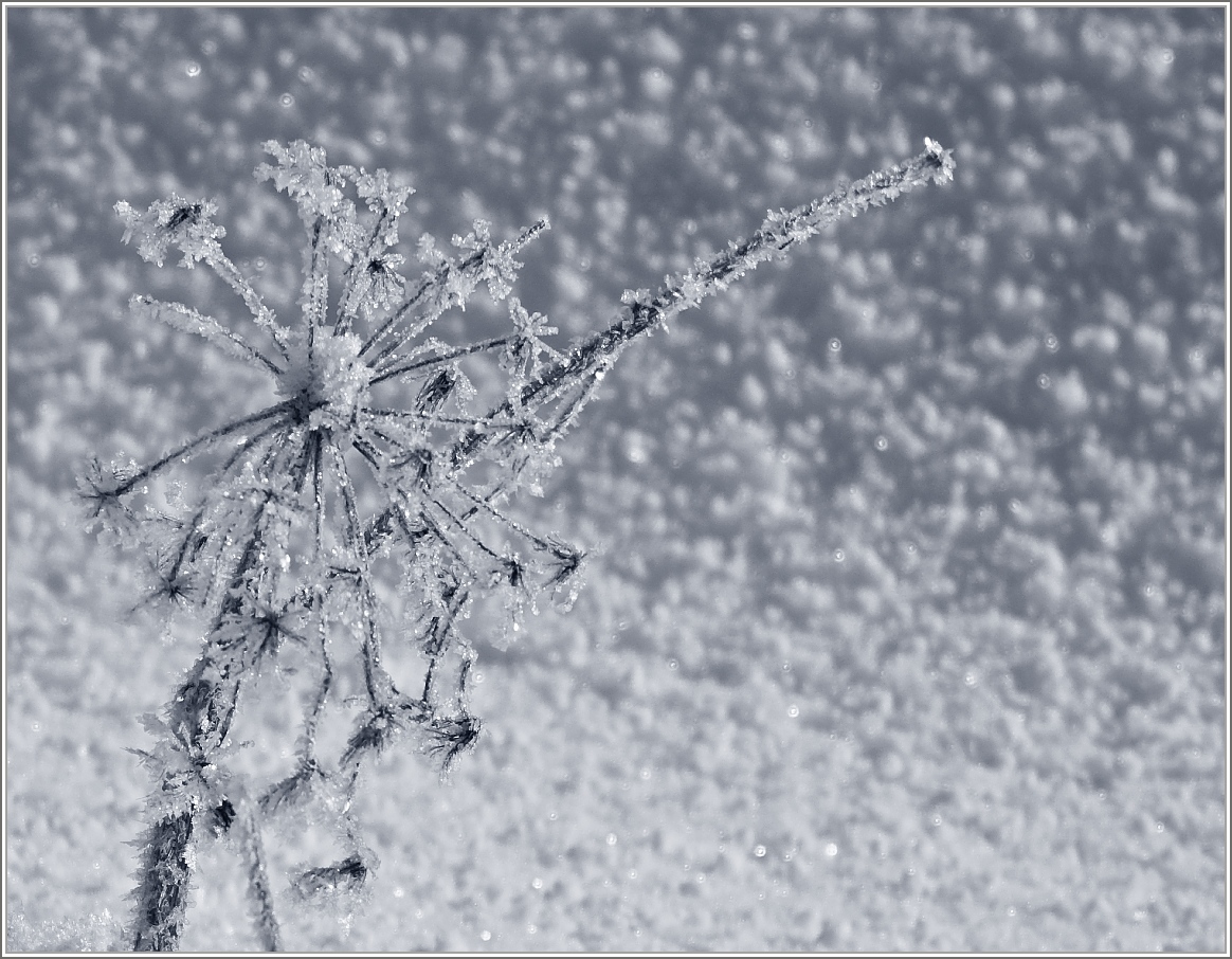 Ein Experiment: Eisblume in Schwarzweiss
(03.02.2015)