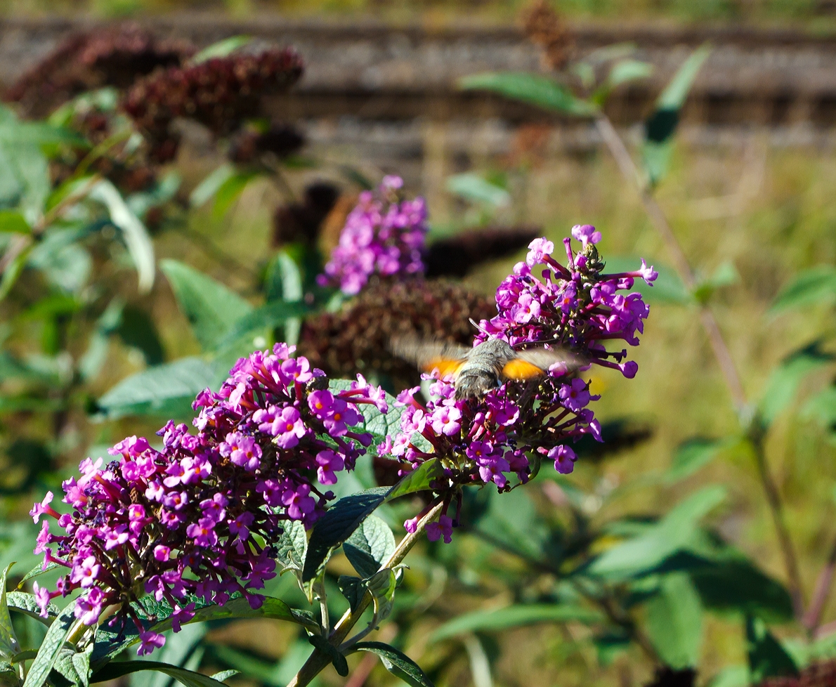 Ein Fall f�r Hans...
Ein mir unbekanntes Flugobjekt auf Nektar suche.
Am Bahnhof Lennestadt-Altenhundem am 29.09.2013
