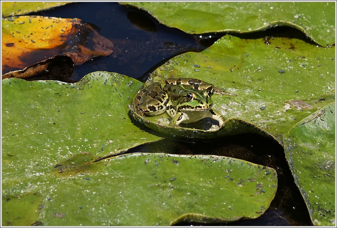 Ein Frosch nach der Mahlzeit.
(14.07.2015)