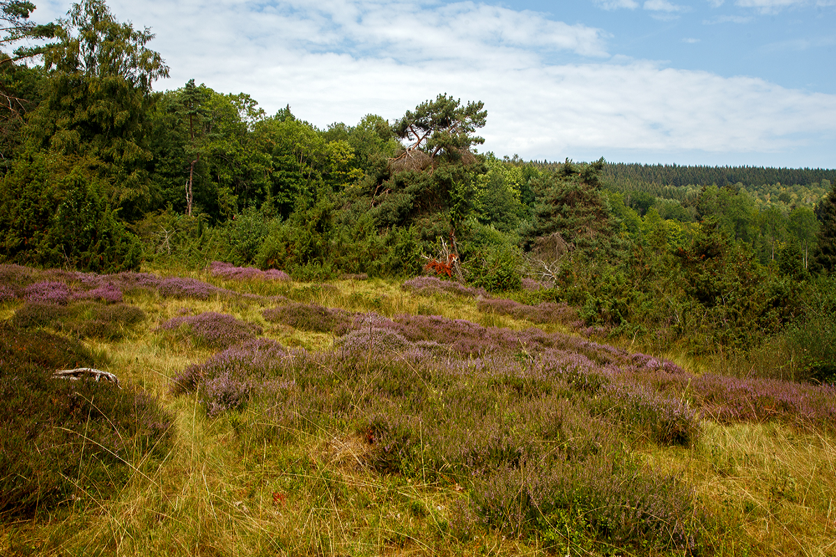 
Ein Hauch von Lüneburger Heide in der Mitte Deutschlands: In der Gambach bei Burbach können Besucher die letzte große Wacholderheide des Siegerlandes.
Am 10.08.2020 in der Gambacher Heide bei Burbach im Siegerland.
