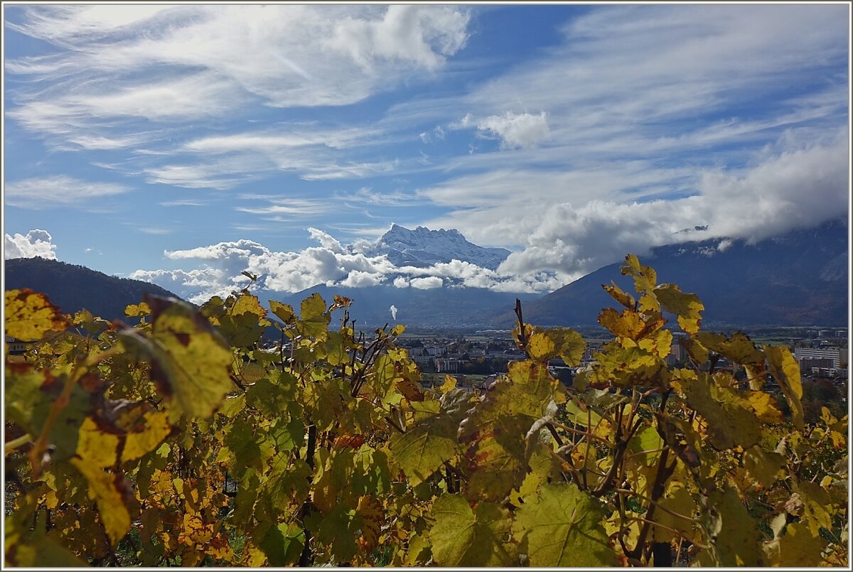 Ein Herbstag in der Weinregion Chablais: Die Weinreben schon gelb verfärbt und der Dents-de-Midi ist schon Schnee bedeckt. 
( 27.10.2020)