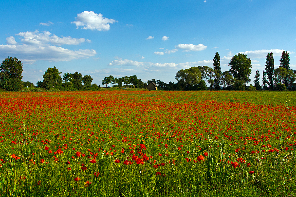 
Ein Klatschmohnfeld bei Worms am 31.05.2014