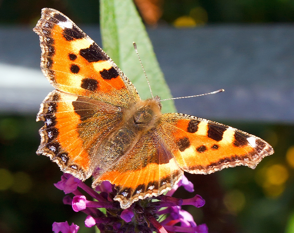 Ein Kleiner Fuchs (Aglais urticae), am 29.09.2013 beim Bahnhof (Lennestadt-) Altenhundem.