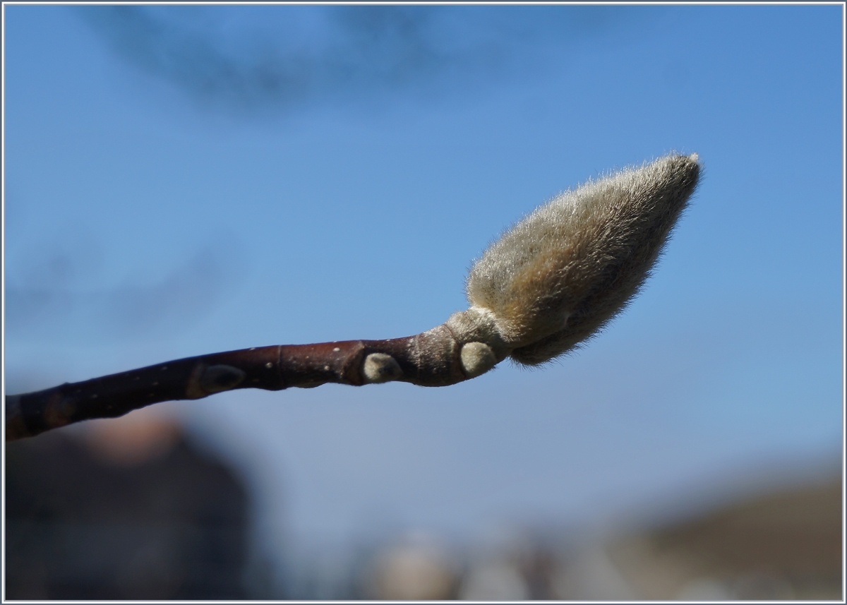 Ein Knospe, die Mitte Februar auf den hoffentlich baldigen Frühling wartet.
Rivaz den 14.2.2018