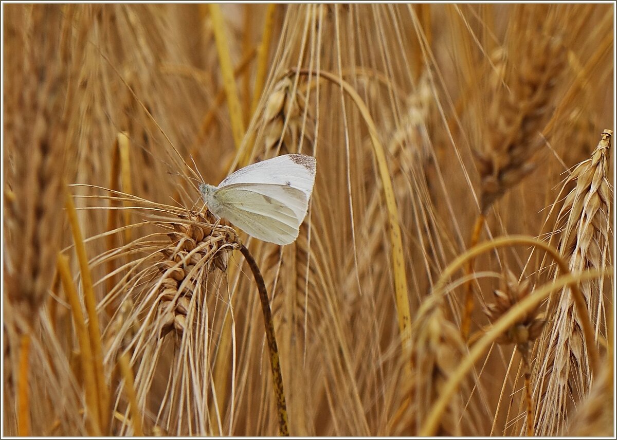 Ein Kohlweissling im Kornfeld
(05.07.2021)