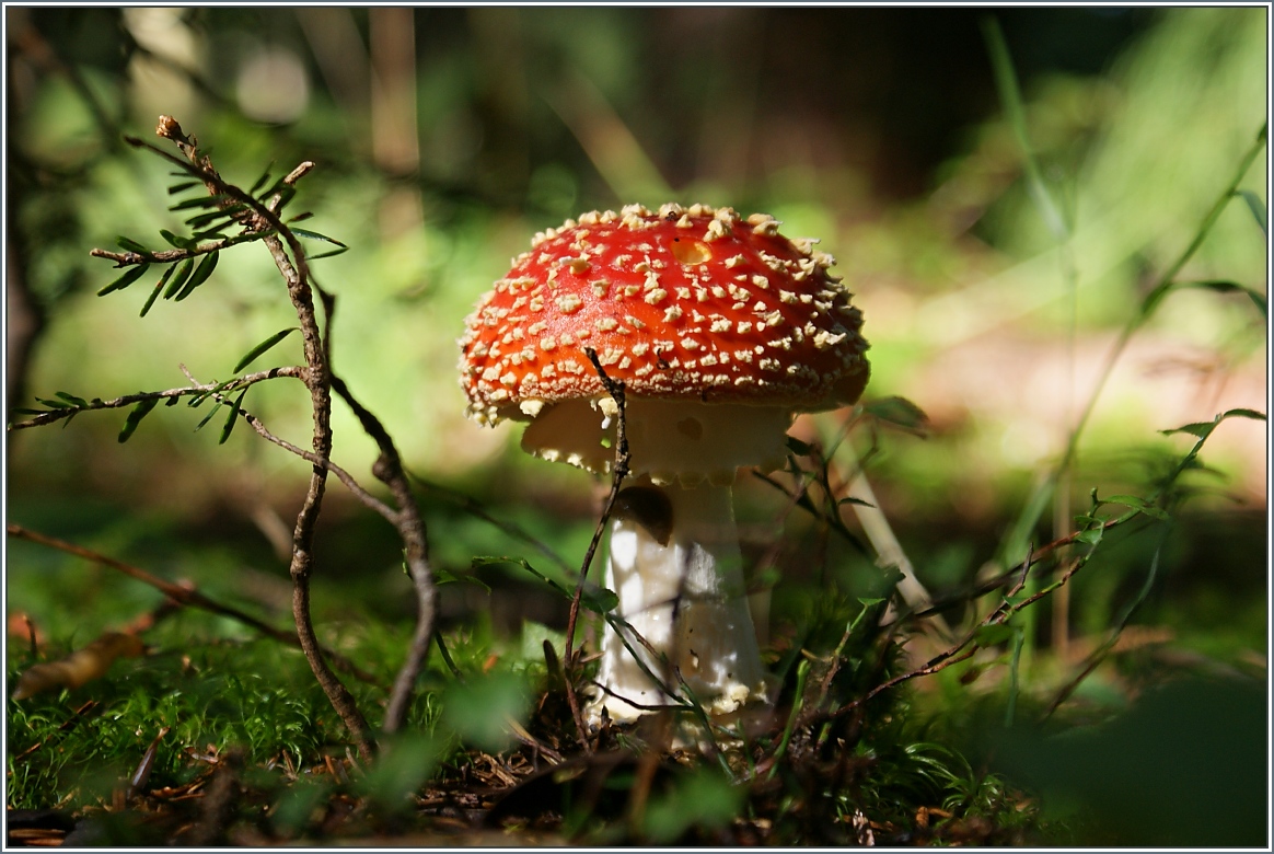 Ein M�nnlein steht im Walde ganz still und stumm...
(02.10.2013)