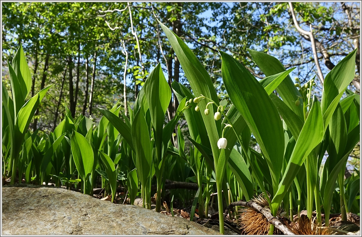 Ein Maiglöckchengruss zum 1.Mai
(14.04.2014)