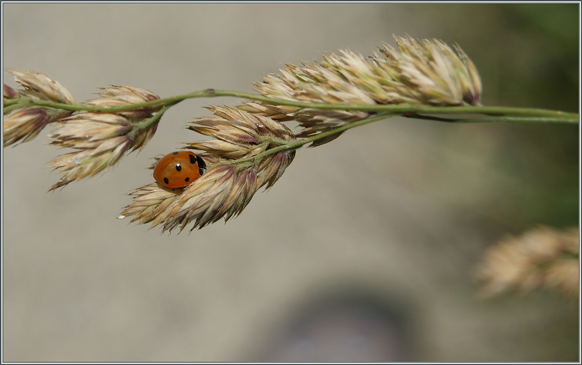 Ein Marienkäferchen im Sommer.
21.06.2015