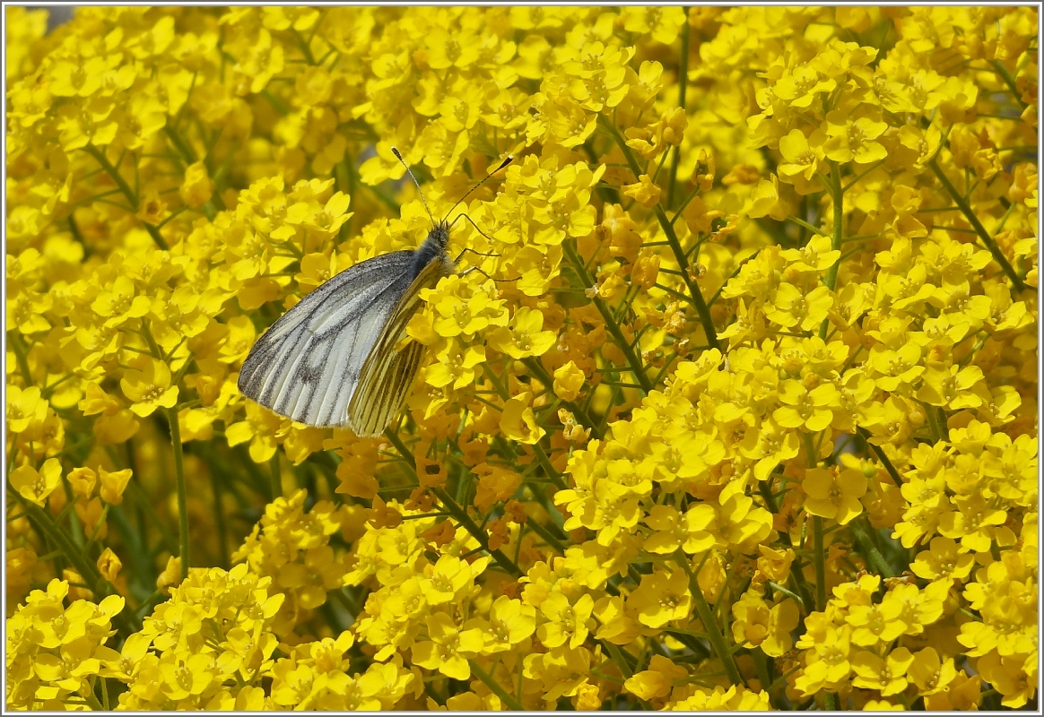 Ein Schmetterling im Schlemmerland.
(06.04.2014)