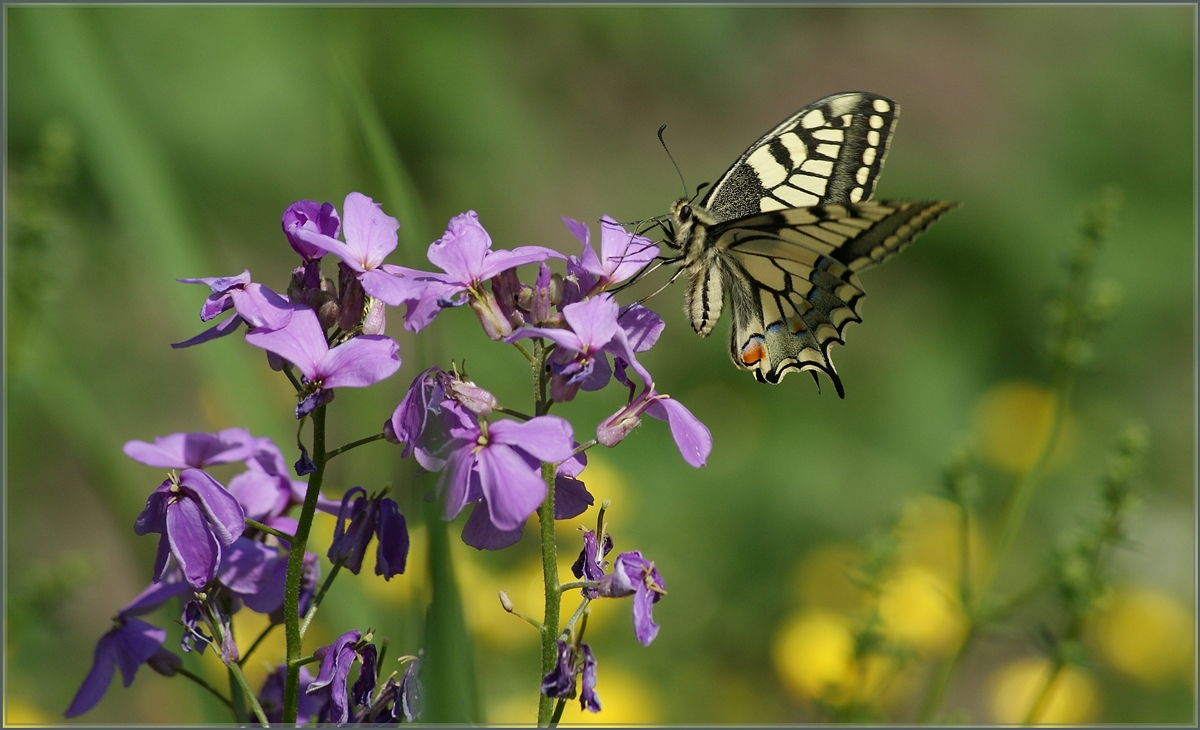 Ein Schmetterling im Valle Vigezzo. 
10. Juni 2014