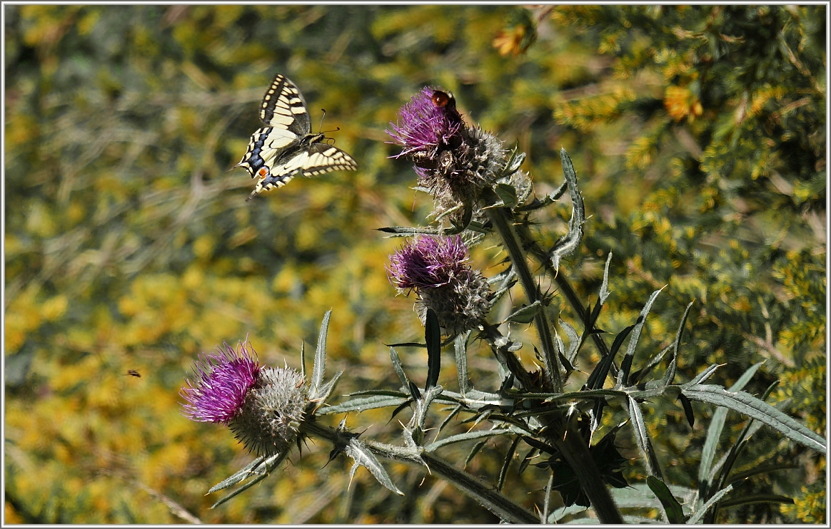 Ein Schwalbenschanz im Anflug auf die nächste Blüte.
(05.08.2015)