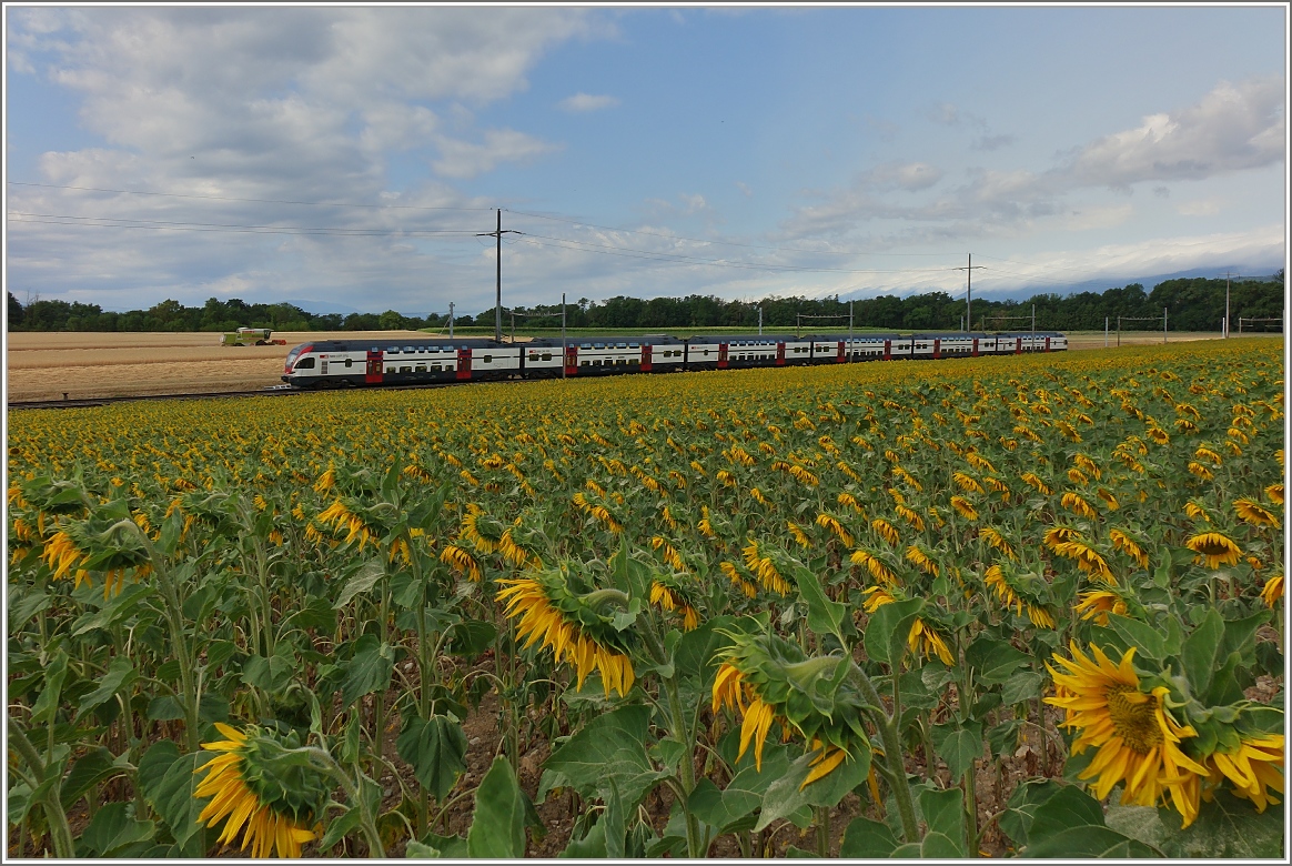 Ein sechsteiliger RABe 511 als Regioexpress auf der Fahrt nach Genf bei Allaman.
(08.07.2015)