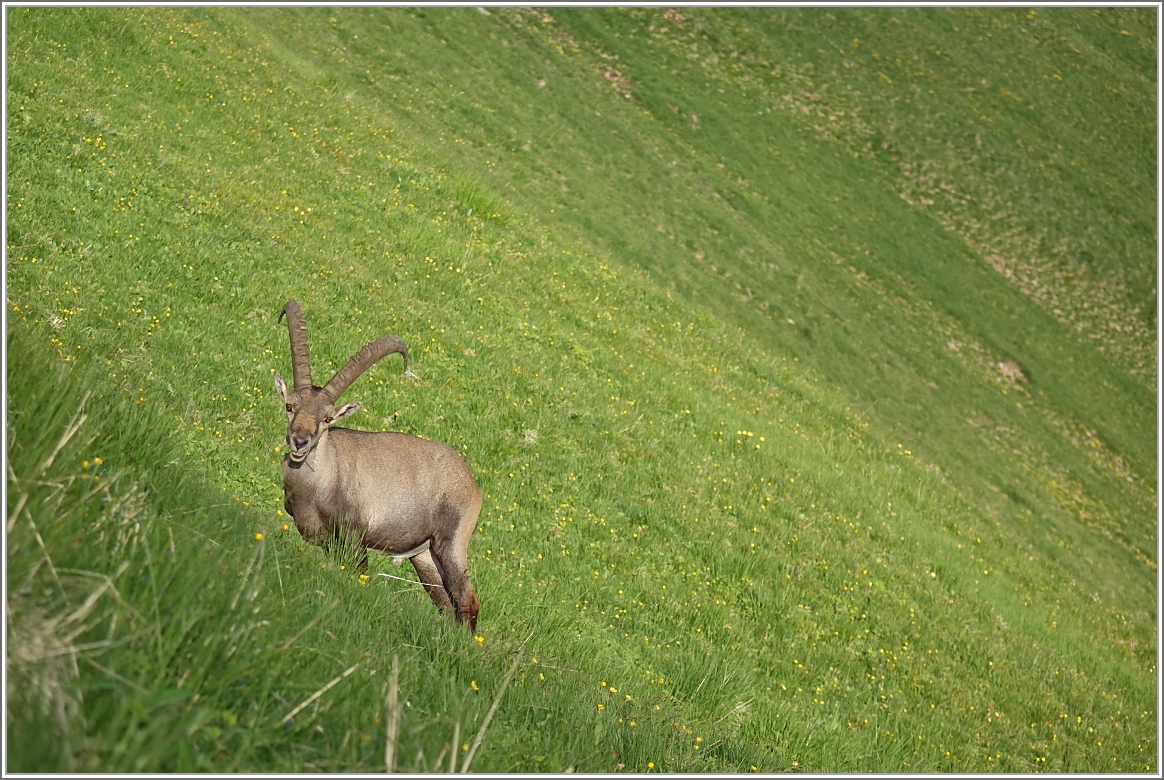 Ein Steinbock im Abendlicht.
(07.07.2016)