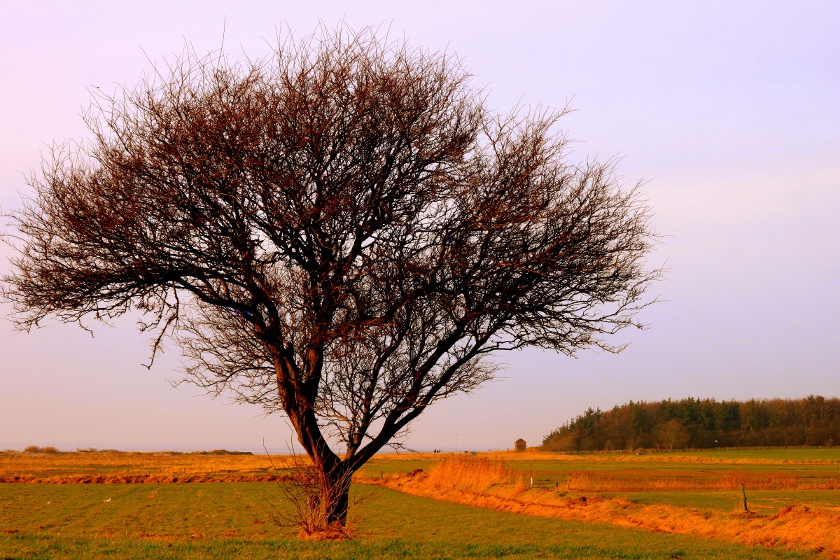 Ein Weihnachtsbaum der besonderen Art: Fernab vom weihnachtlichen Trubel präsentiert sich die Insel Föhr am zweiten Weihnachtstag (26.12.2013) als Oase der Ruhe und Entspannung.