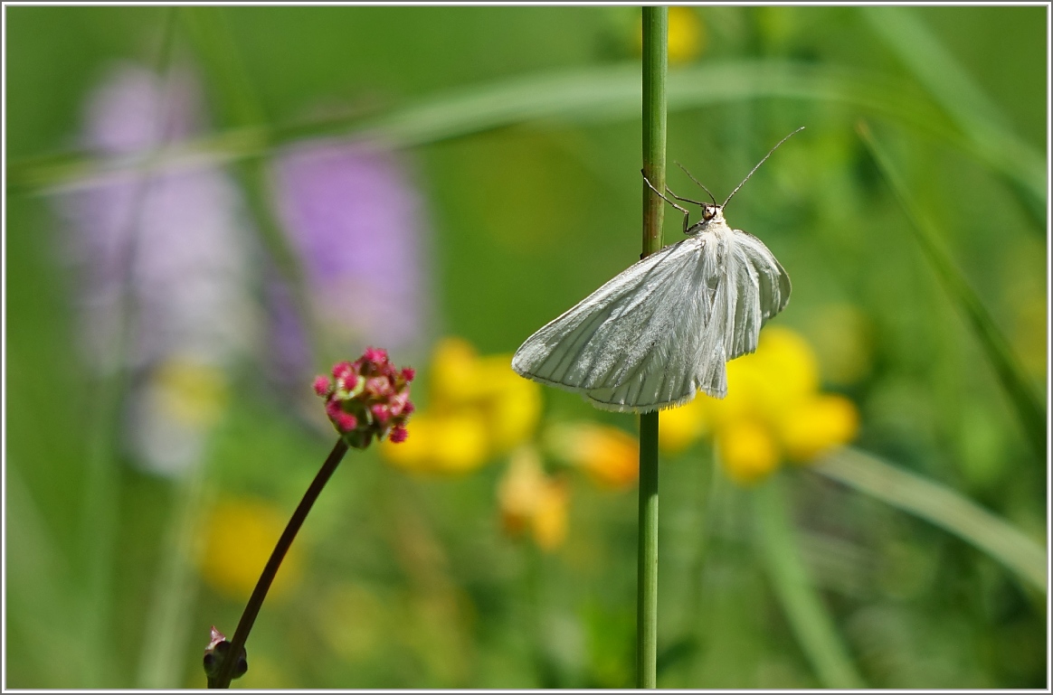 Ein Weissling im Sonnenlicht.
( 28.06.2016)