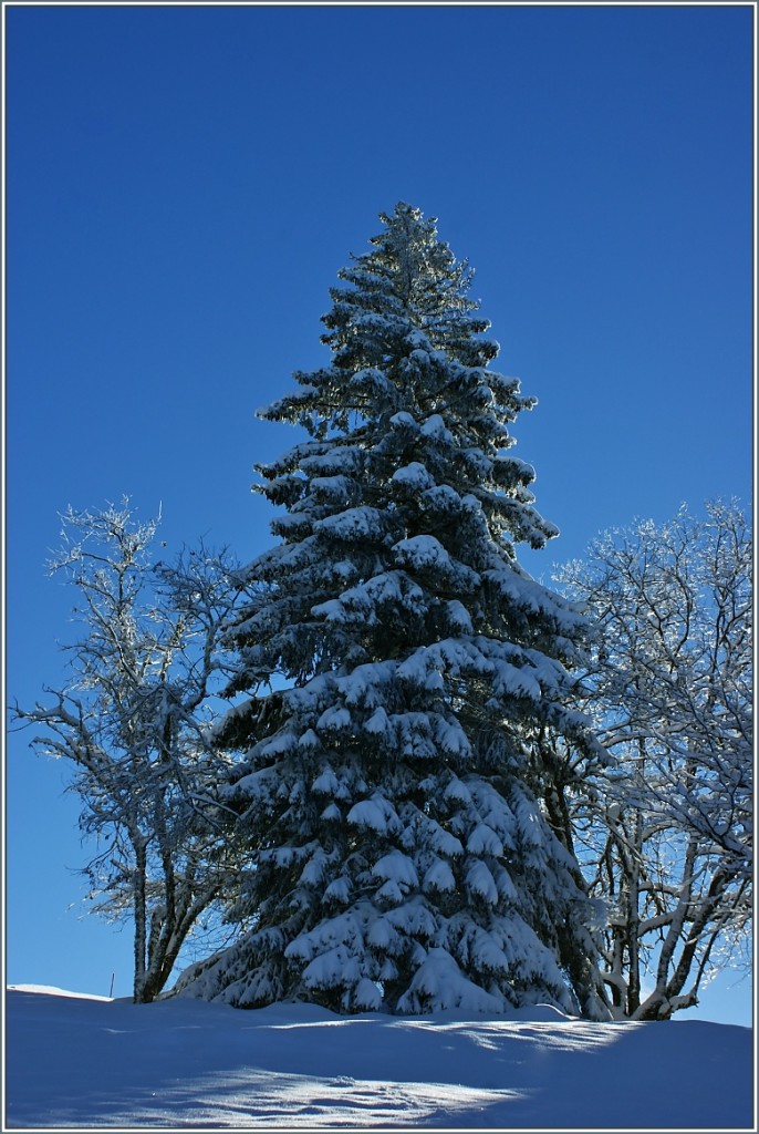 Ein Wintertraum.
(Dezember 2012)