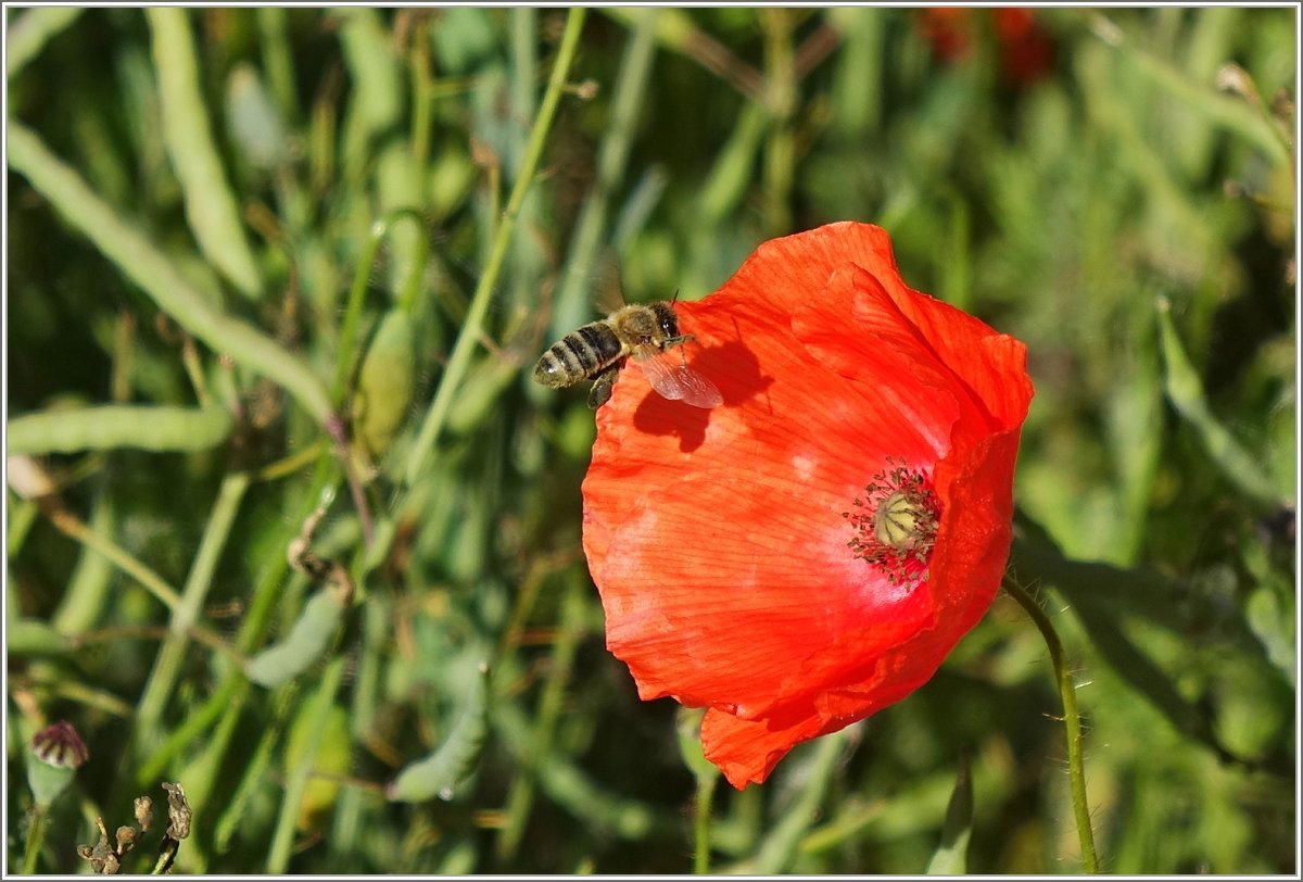 Eine Biene fliegt auf eine Mohnblume zu.
(19.05.2018)