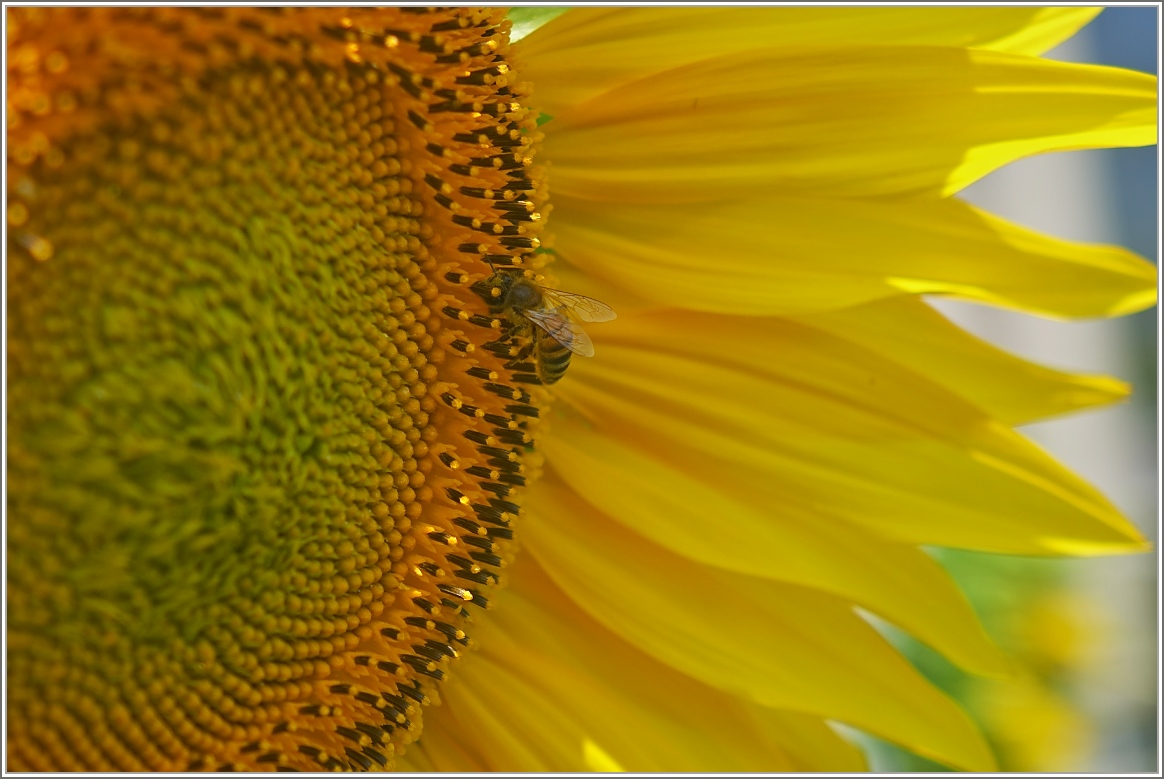 Eine Biene im Schlaraffenland
(22.07.2020)