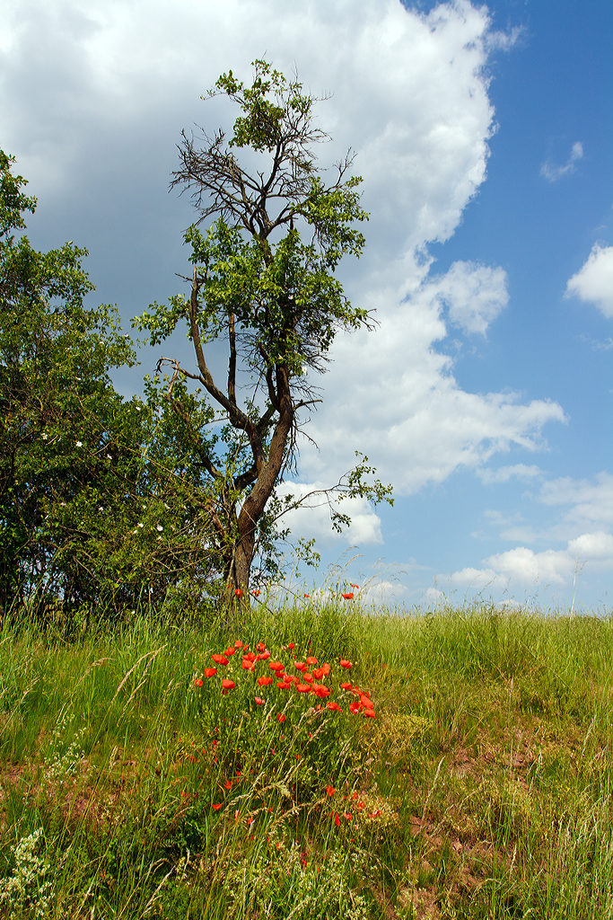 
Eine Impression..... 
Klatschmohn an der Straßenböschung und oben ein uriger Baum. 
Bei Ehringshausen (Hessen) am 02.06.2014.