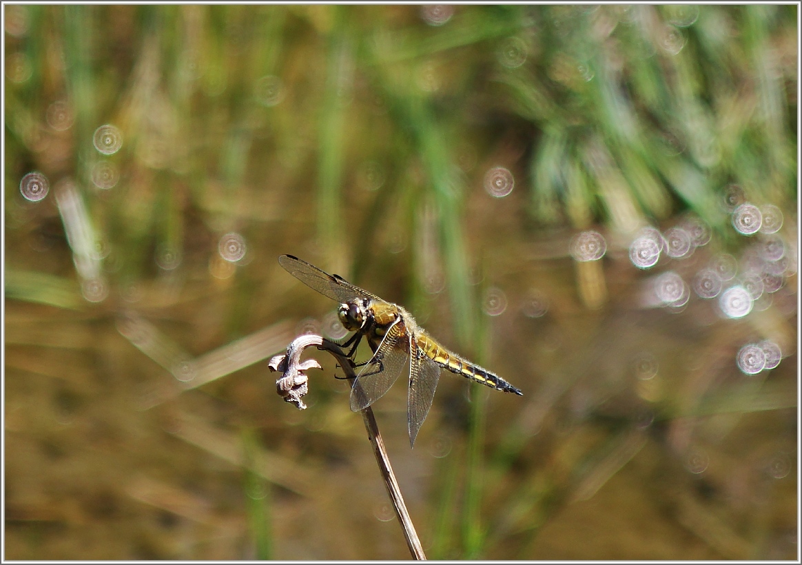 Eine Libelle im Hochmoor vom Les Pleiades.
(02.06.2015)