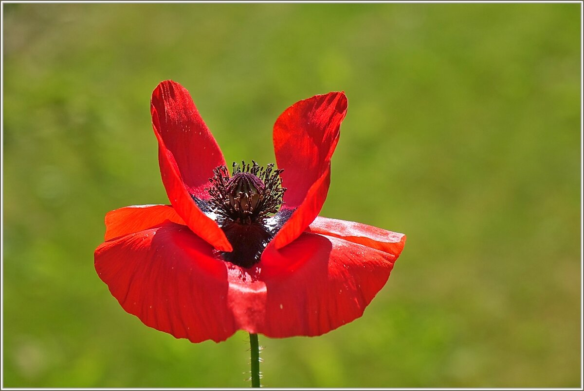 Eine Mohnblume entfaltet ihre ganze Schönheit.
(20.07.2021)