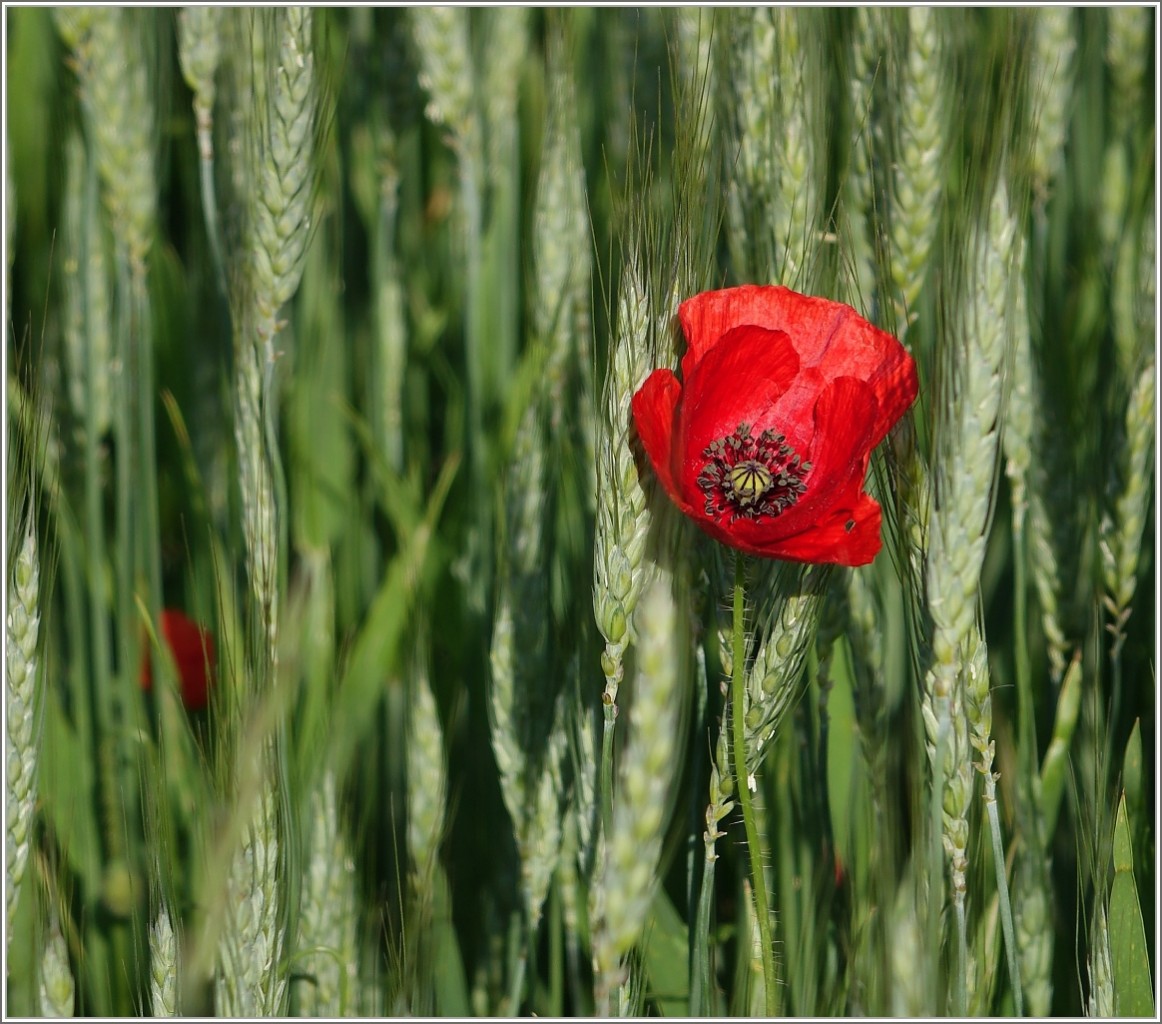 Eine Mohnblume Im Weizenfeld.
(27.05.2015)