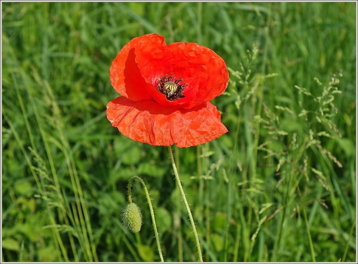 Eine Mohnblume in voller Blüte.
(19.05.2022)