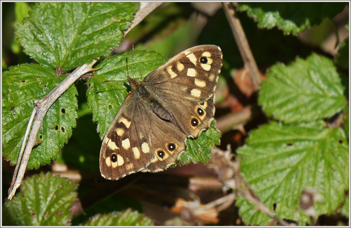 Eine Schmetterling Namens Waldbrettspiel (Parage aegeria)
(21.04.2017)