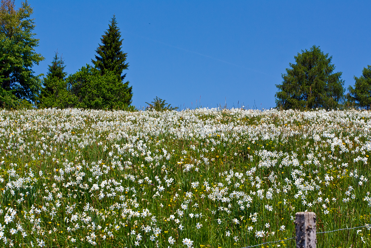 
Eine Wiese voller wilder Stern-Narzisse (Narcissus radiiflorus) am 26.05.2012 bei Caux, aufgenommen aus dem Zug auf Talfahrt vom Rochers-de-Naye.