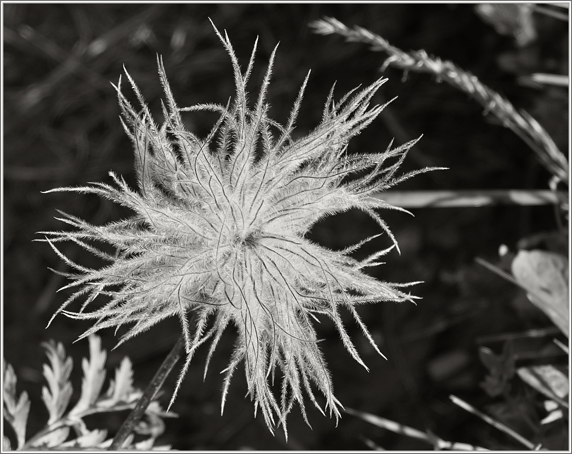 Einmal anders gesehen: Blume in Schwarzweiss.
(04.09.2014)