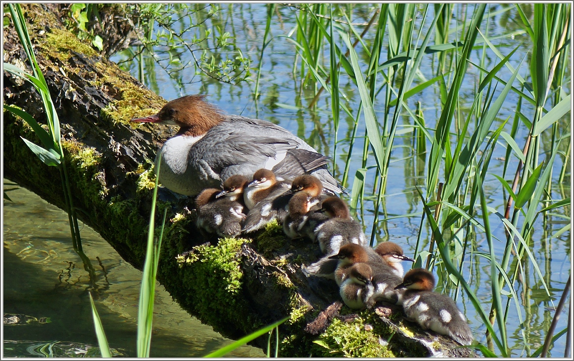 Elf auf einen Streich...
(25.05.2016)