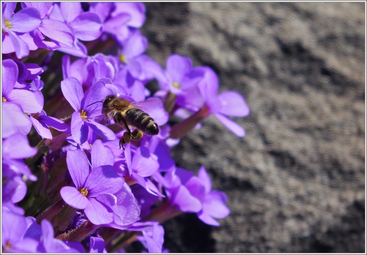 Emsige Biene
(06.04.2015)