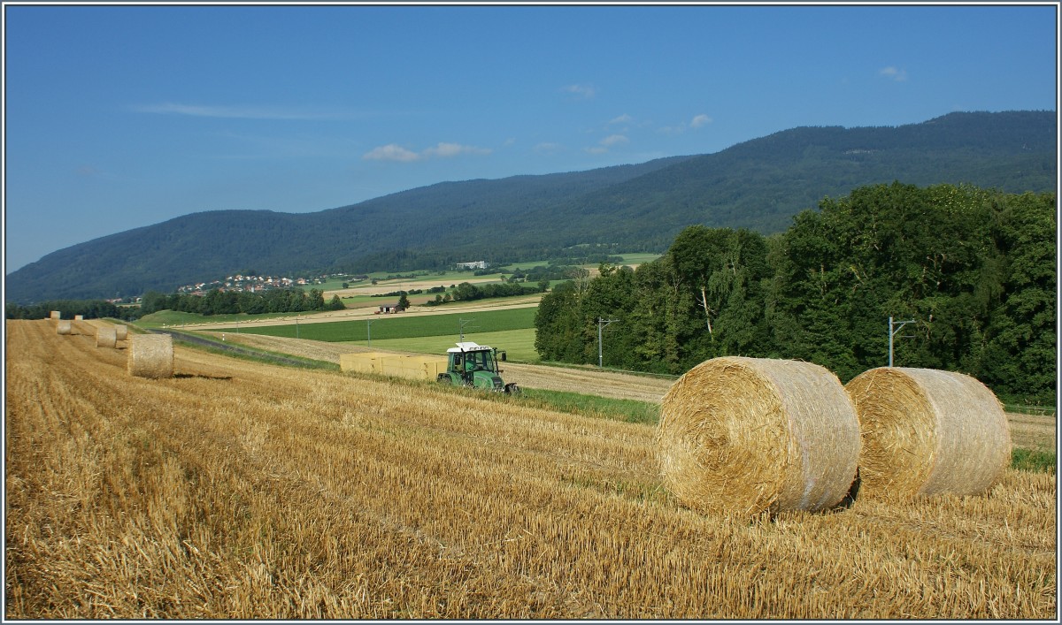 Erntezeit
(15.08.2013)