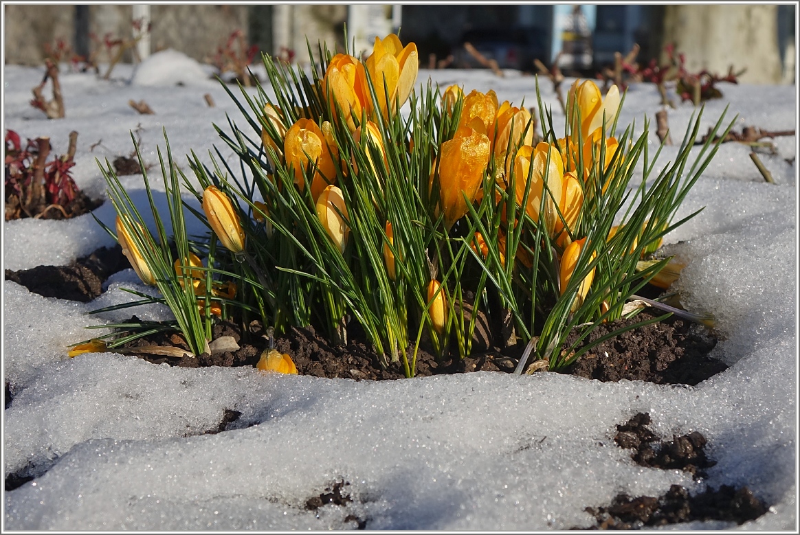 Erste Frühlingsboten
(04.03.2018)