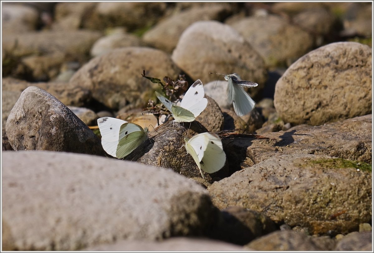 Familientreffen der Weisslingschmetterlinge
(20.09.2018)
