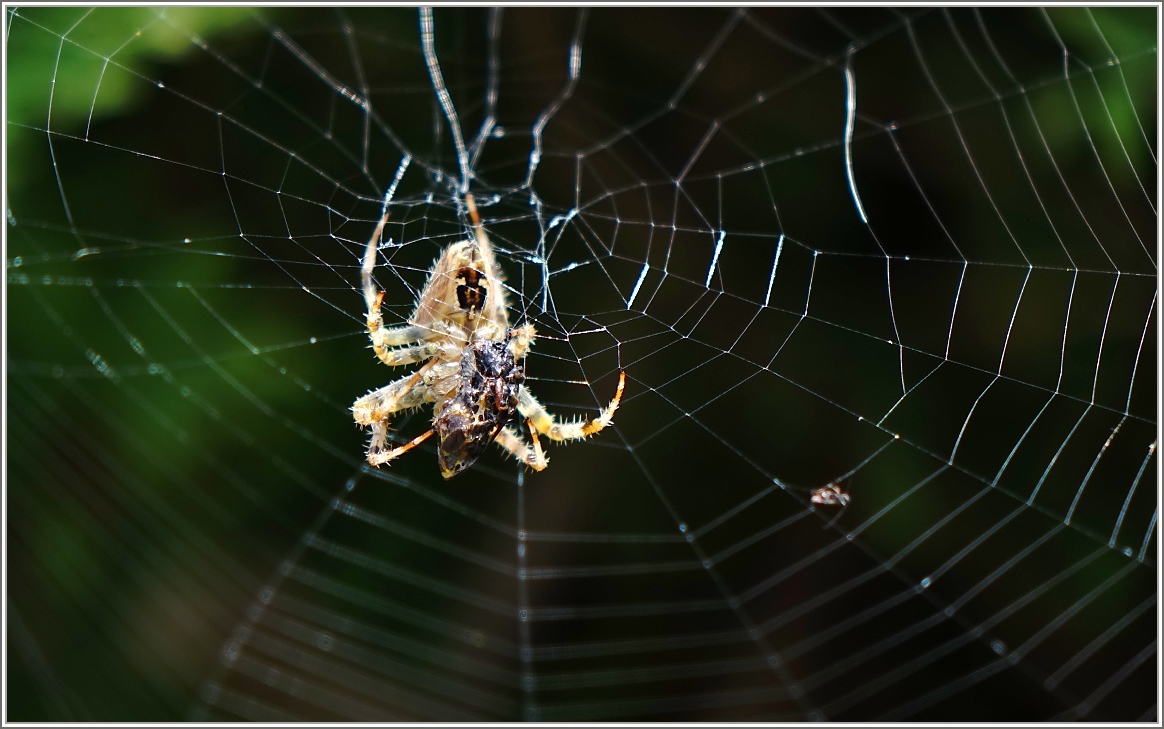 Fette Beute...
(31.07.2014)