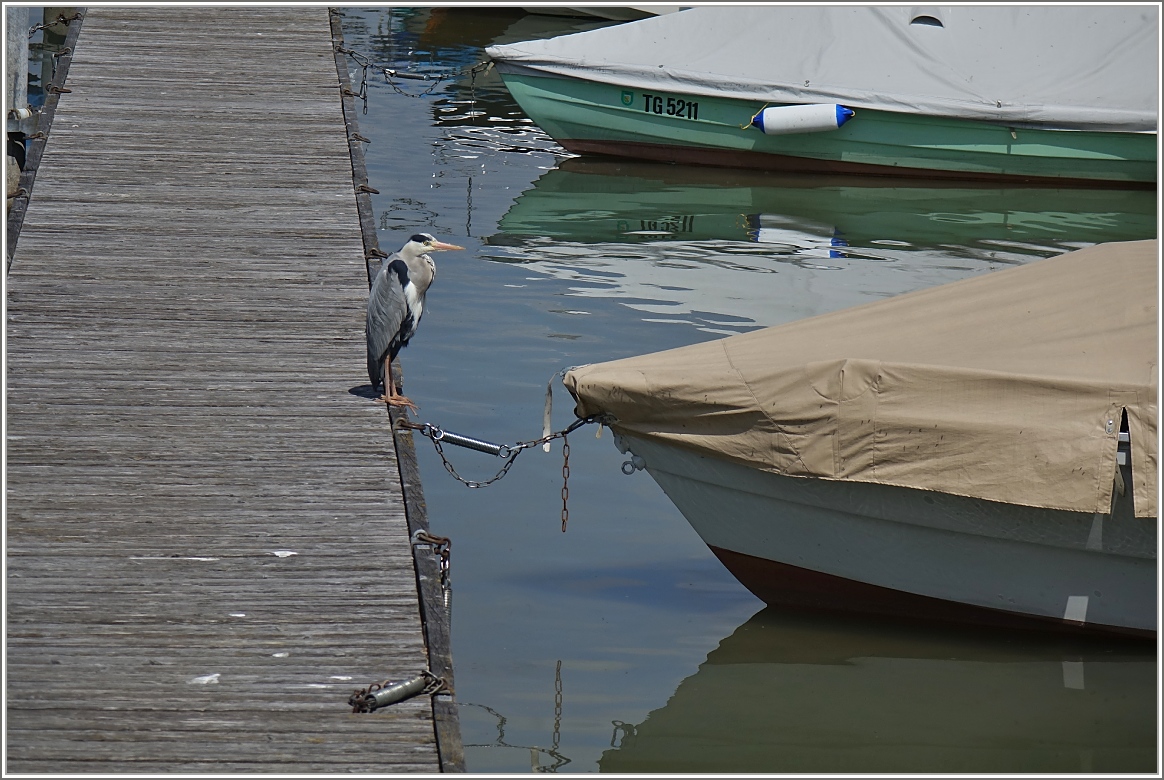 Fischreiher in  hab acht   Stellung.
(23.04.2017)