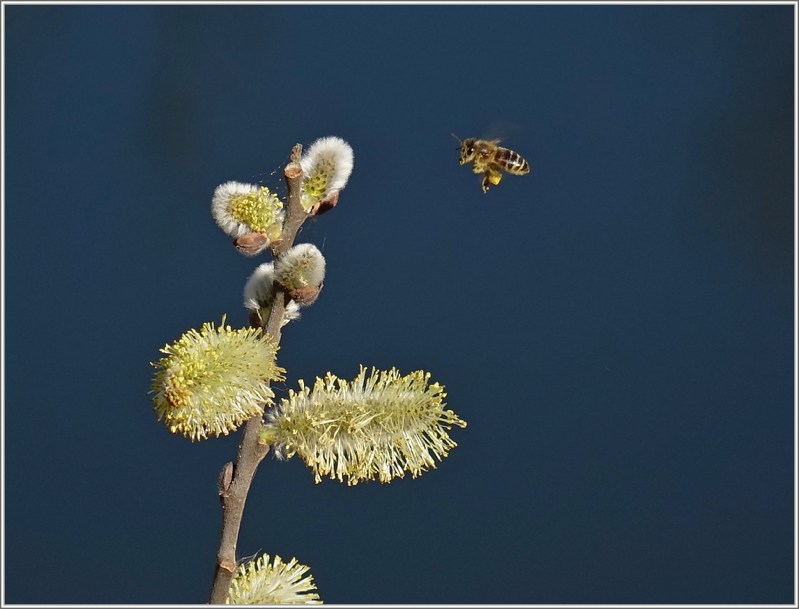 Fleissiges Bienchen
(19.03.2014)