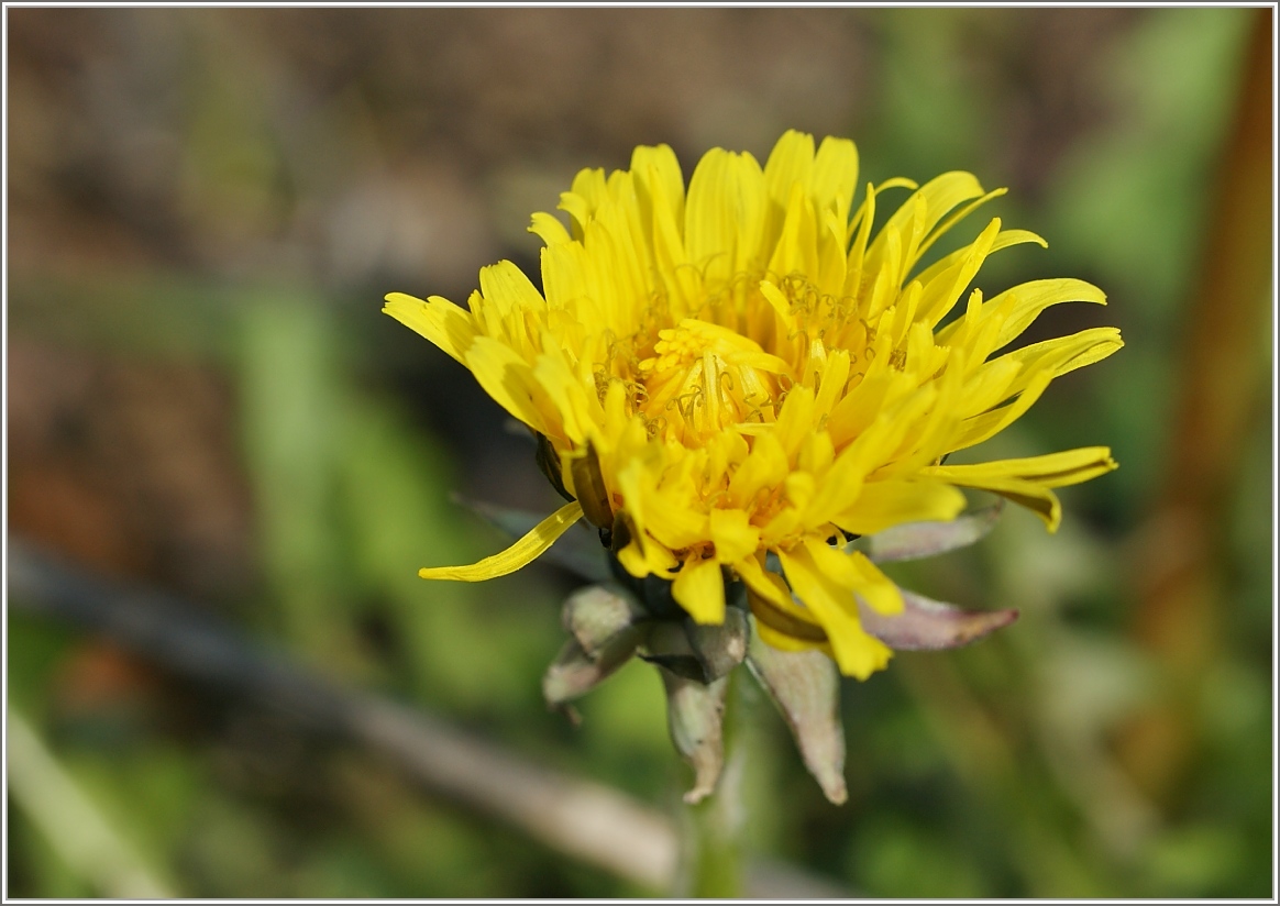 Frischer Löwenzahn
(15.03.2016)
