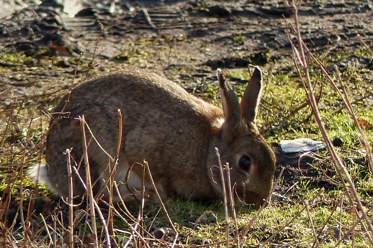 Frohe Ostern wnschen Hans und Jeanny. 