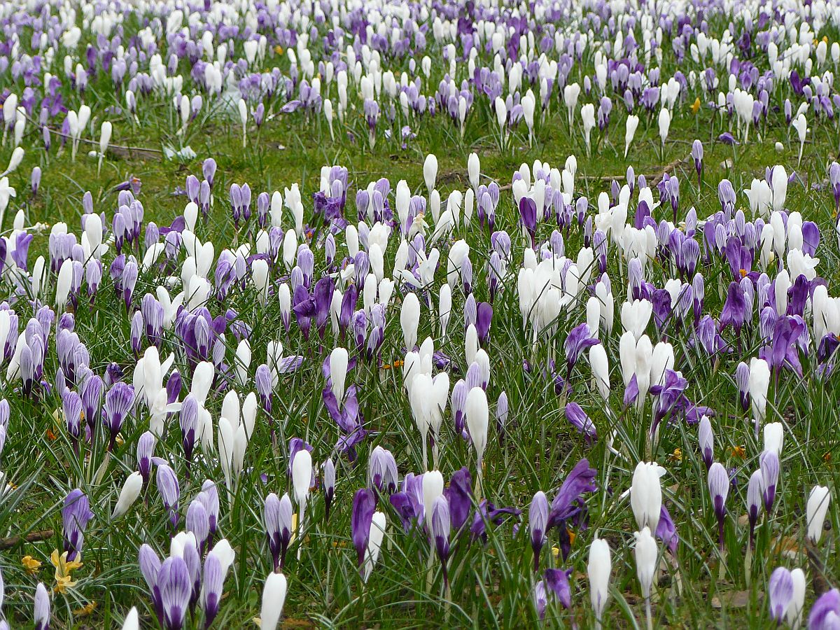 Frhlings-Krokusse in Leiden, Niederlande 15-03-2015.

Bloeiende krokussen Kamerlingh Onnesplein, Leiden 15-03-2015.