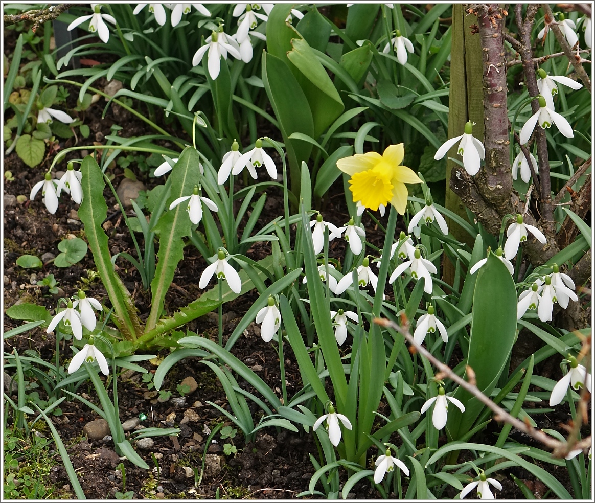 Frühlingsboten im Februar.
(22.02.2016)