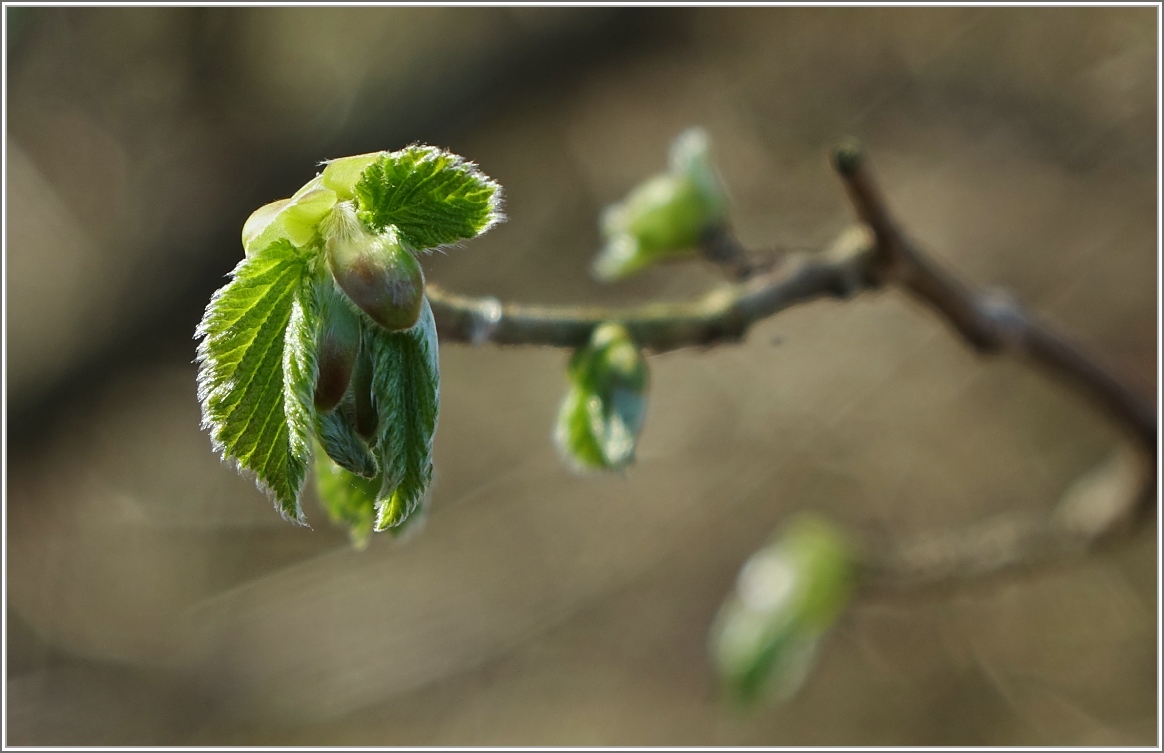 Frühlingserwachen
(17.03.2017)