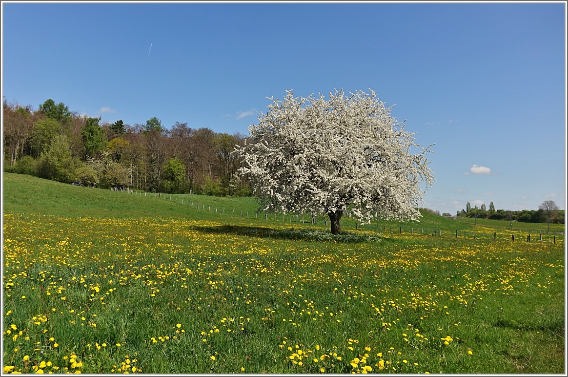 Frühlingsstimmung am Jursüdfuss bei Apples.
(14.04.2017)