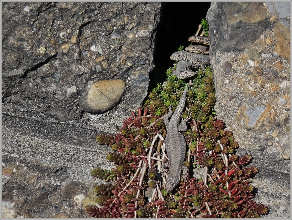 Fünf auf einen Streich...
(22.02.2014)