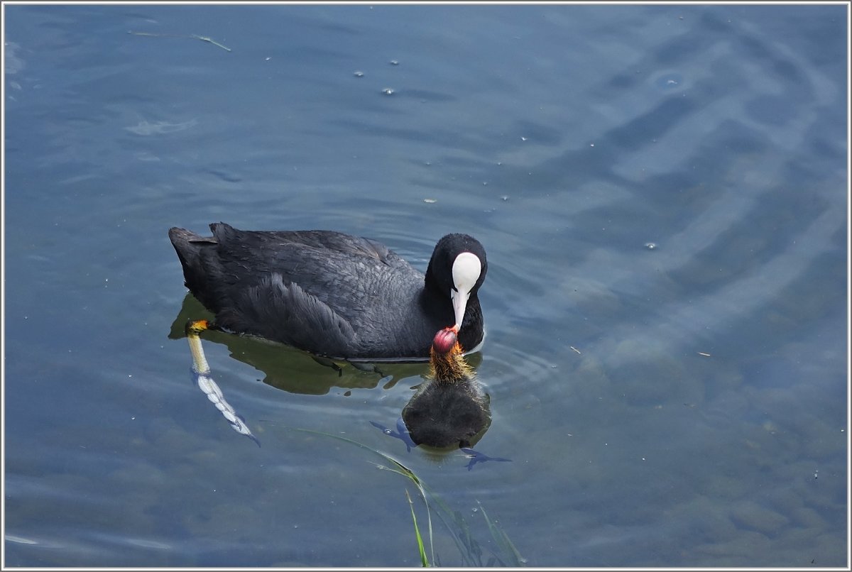 Fütterung des Nachwuches
(04.06.2018)
