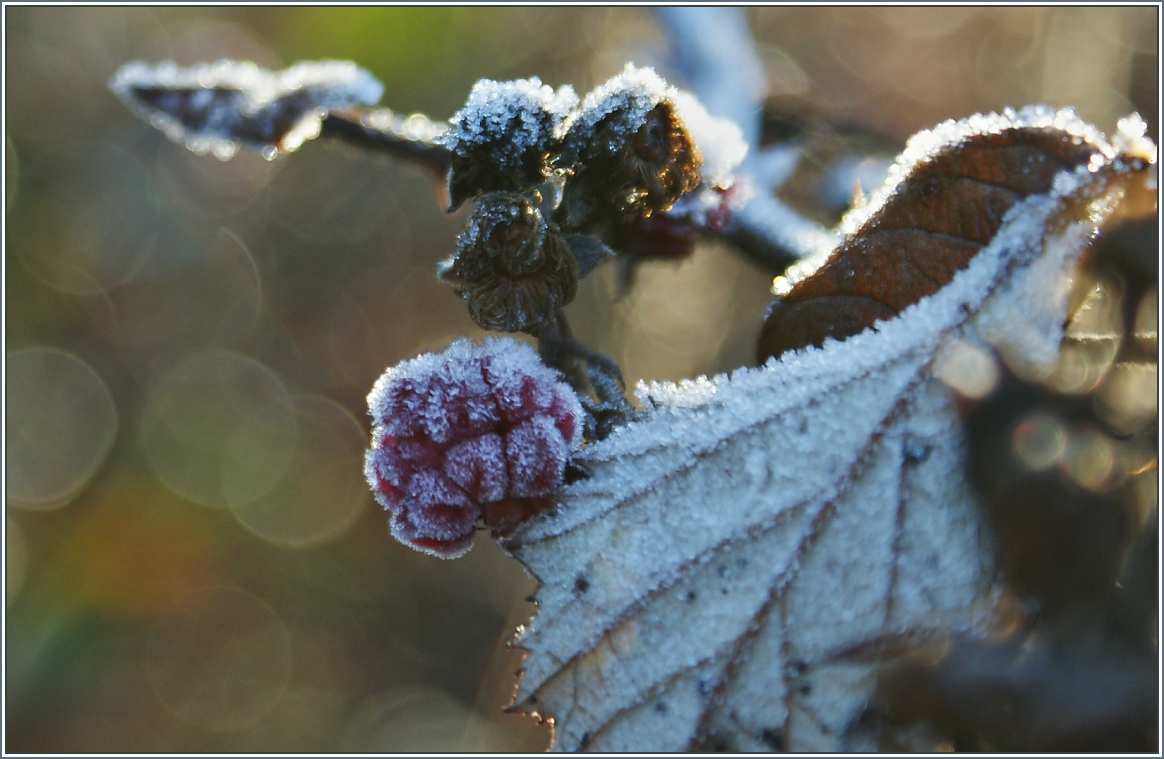 Gefrorene Himbeere.
(11.12.13)