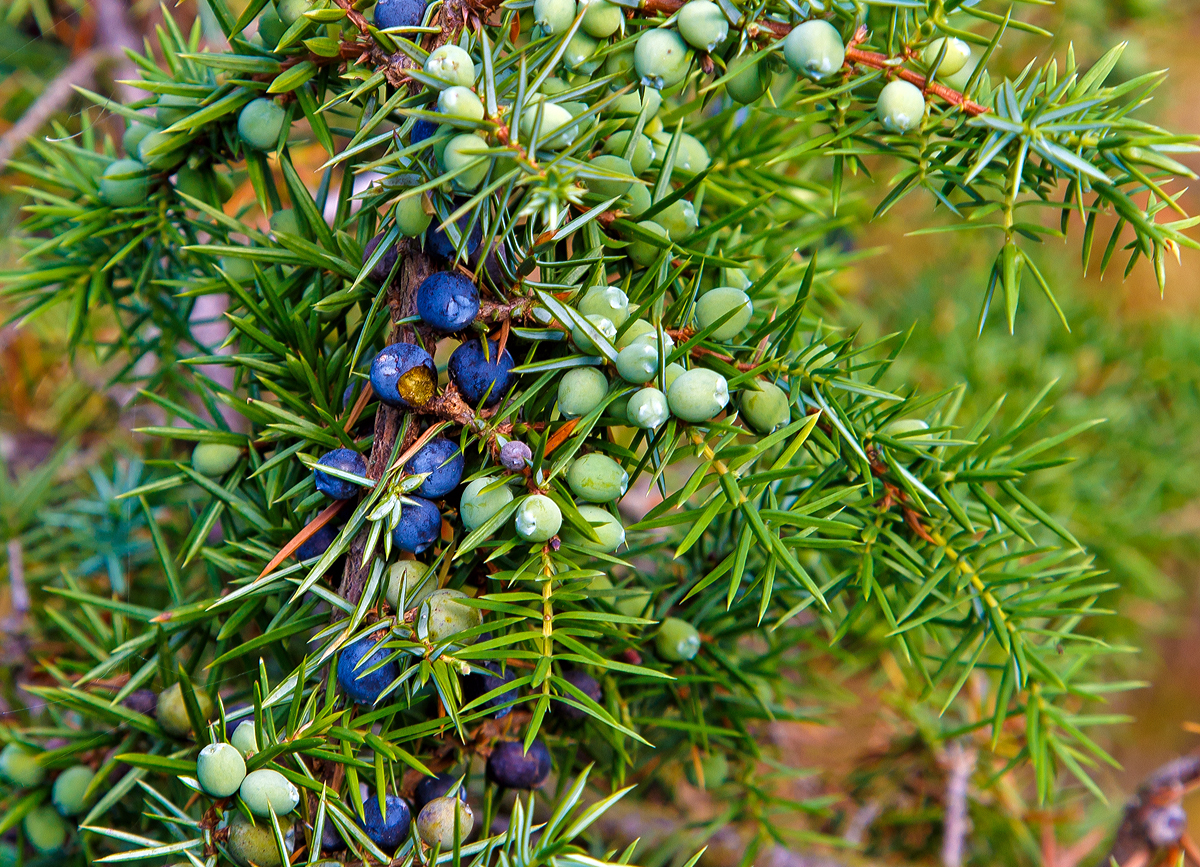 
Gemeiner Wacholder (Juniperus communis): Blätter und beerenförmige Zapfen, besser bekannt als Wacholderbeeren (Baccae juniperi, auch Kranewittbeeren) in verschiedenen Reifestadien.
Am 10.08.2020 in der Gambacher Heide bei Burbach im Siegerland.

Wacholderbeeren ein wichtiges Gewürz in vielen europäischen Küchen. Er ist das einzige Beispiel für ein Gewürz aus der Gruppe der Nadelhölzer (coniferae), und auch eines der wenigen Gewürze aus gemäßigtem bis kühlem Klima, wenngleich die besten Qualitäten aus Südeuropa stammen. Wacholder wird viel in der traditionellen Küche Mitteleuropas verwendet, z. B. für die Spezialität Sauerkraut. Das Hauptanwendungsgebiet des Wacholders sind allerdings Fleischgerichte; besonders für Wildbret ist er unentbehrlich. Er verträgt sich gut mit Pfeffer, Majoran und Lorbeerblättern. Wacholderbeeren, die eigentlich Zapfen sind, sollten unmittelbar vor der Verwendung zerdrückt werden.
